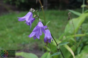 campanula rapunculoides